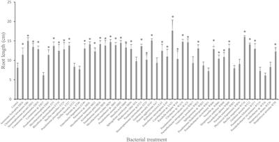 In-Depth Characterization of Plant Growth Promotion Potentials of Selected Alkanes-Degrading Plant Growth-Promoting Bacterial Isolates